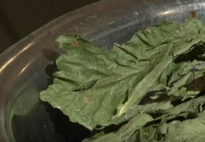 Как запарить веник для бани Как запарить веник для бани