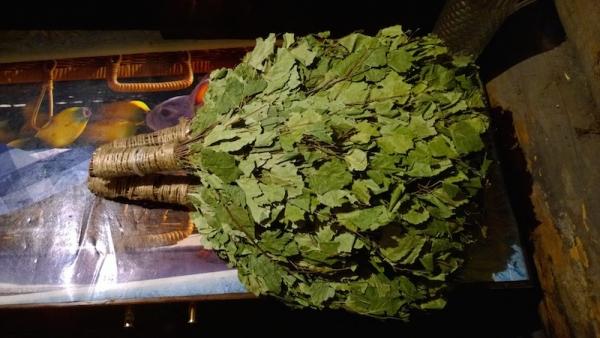 Заготовка березовых веников для бани