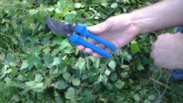 Заготовка березовых веников для бани