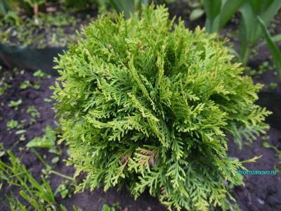 Ландшафтный дизайн участка
Ландшафтный дизайн участка