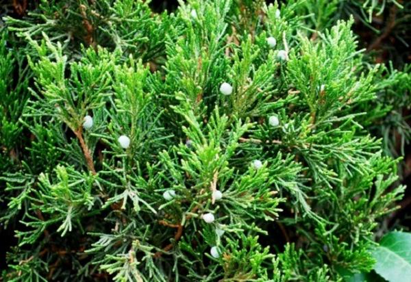 Какие бывают веники для бани Какие бывают веники для бани