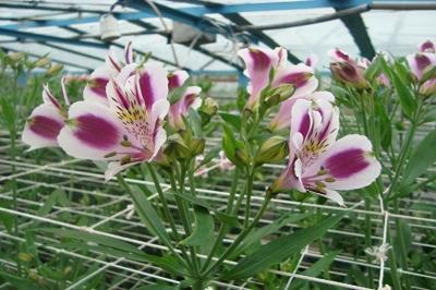 Альстромерия в открытом грунте: особенности ухода Альстромерия в открытом грунте: особенности ухода