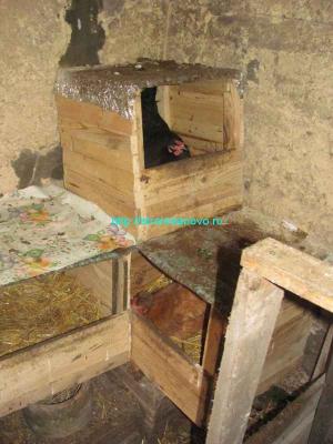 Гнёзда для кур своими руками
Гнёзда для кур своими руками
