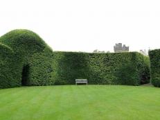  
Живая изгородь на даче