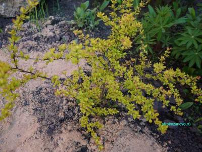 Ландшафтный дизайн участка
Ландшафтный дизайн участка