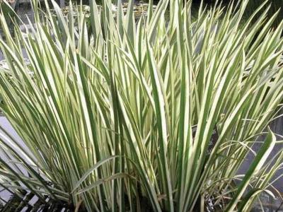  
Растения водоёма