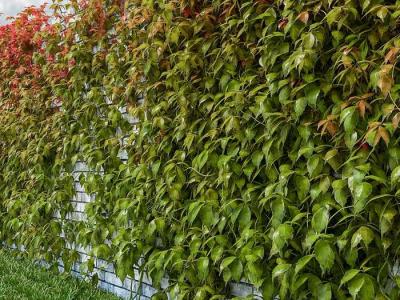  
Живая изгородь на даче