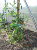 Рецепт томатного сока
Рецепт томатного сока