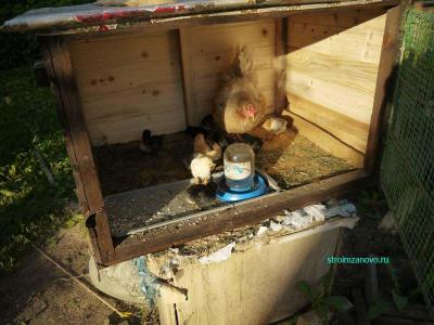 Клетка для цыплят
Клетка для цыплят
