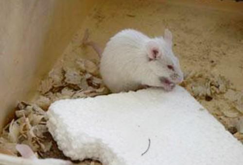 Настильный потолок в бане Настильный потолок в бане