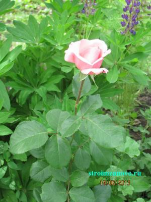  
Цветы в саду