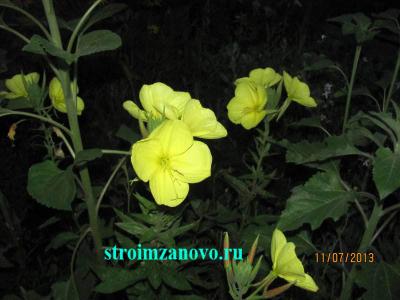  
Цветы в саду