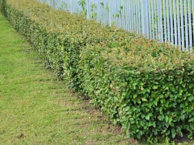  
Живая изгородь на даче