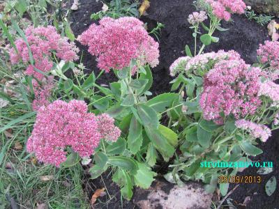  
Цветы в саду