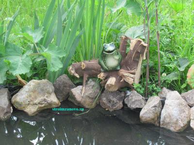  
Растения водоёма