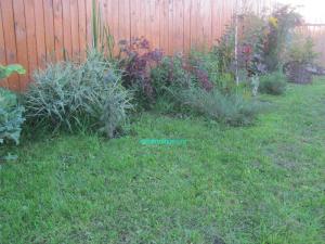 Дизайн садового участка
Дизайн садового участка