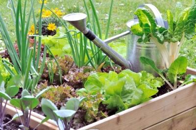 Высокие грядки на даче своими руками: фото и технология изготовления Высокие грядки на даче своими руками: фото и технология изготовления