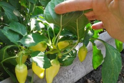 Высокие грядки на даче своими руками: фото и технология изготовления Высокие грядки на даче своими руками: фото и технология изготовления