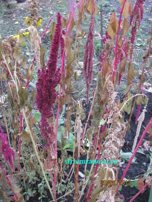  
Цветы в саду