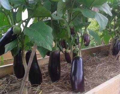 Высокие грядки на даче своими руками: фото и технология изготовления Высокие грядки на даче своими руками: фото и технология изготовления