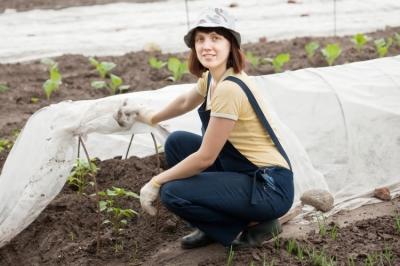 Парник из подручных материалов своими руками Парник из подручных материалов своими руками
