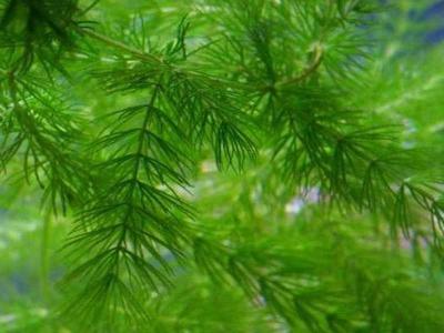  
Растения водоёма