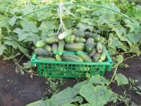 Рецепты маринованных огурцов
Рецепты маринованных огурцов