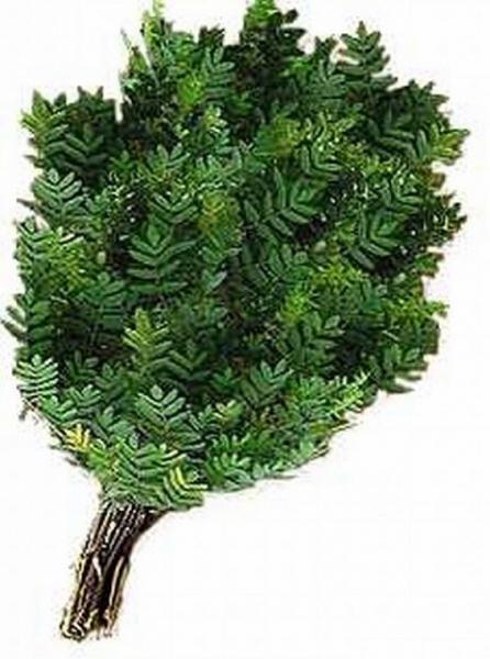 Какие бывают веники для бани Какие бывают веники для бани