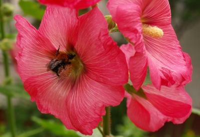 Мальва многолетняя: посадка и уход за культурой