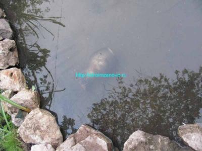 Как сделать пруд на даче
Как сделать пруд на даче