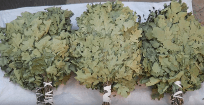 Заготовка веников для бани