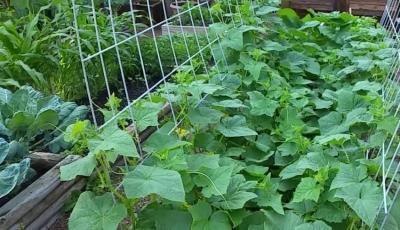 Высокие грядки на даче своими руками: фото и технология изготовления Высокие грядки на даче своими руками: фото и технология изготовления