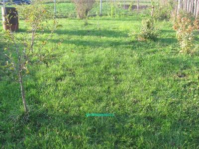  
Газон своими руками