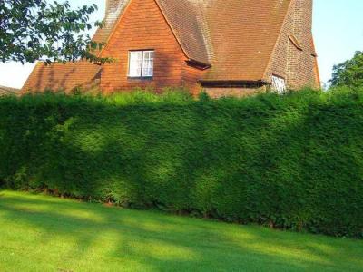  
Живая изгородь на даче