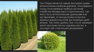 Альпийский стиль в ландшафтном дизайне Альпийский стиль в ландшафтном дизайне