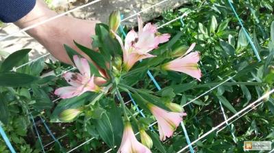 Альстромерия в открытом грунте: особенности ухода Альстромерия в открытом грунте: особенности ухода