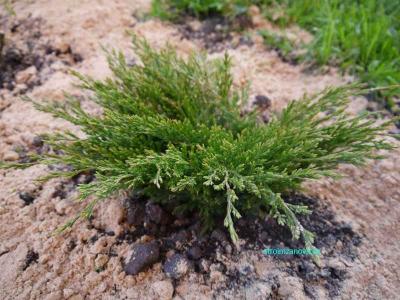 Ландшафтный дизайн участка
Ландшафтный дизайн участка