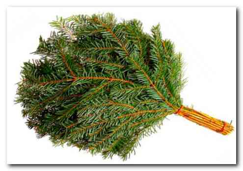 Эвкалиптовый и прочие банные веники Эвкалиптовый и прочие банные веники