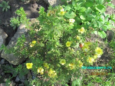  
Цветы в саду