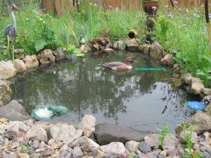  
Растения водоёма