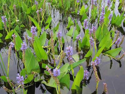  
Растения водоёма