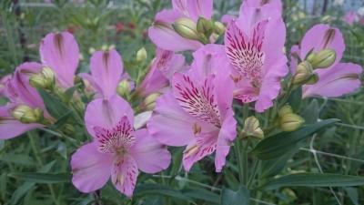 Альстромерия в открытом грунте: особенности ухода Альстромерия в открытом грунте: особенности ухода