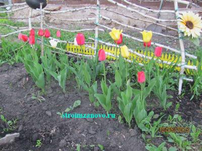  
Цветы в саду