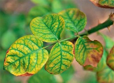 Выращивание роз: проблемы, с которыми столкнетесь