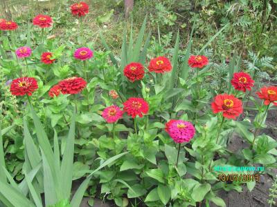  
Цветы в саду