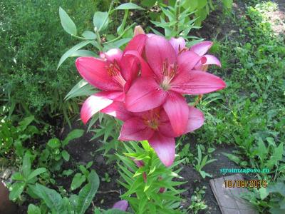  
Цветы в саду