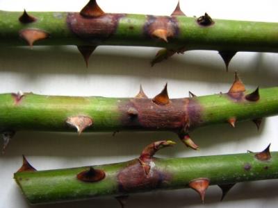 Выращивание роз: проблемы, с которыми столкнетесь