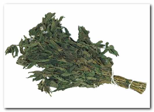 Эвкалиптовый и прочие банные веники Эвкалиптовый и прочие банные веники