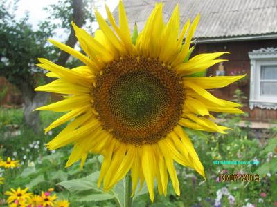  
Цветы в саду