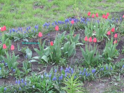 Ландшафтный дизайн своими руками
Ландшафтный дизайн своими руками